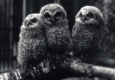 Three young Tawny Owls sit on a branch by Frederick William Bond